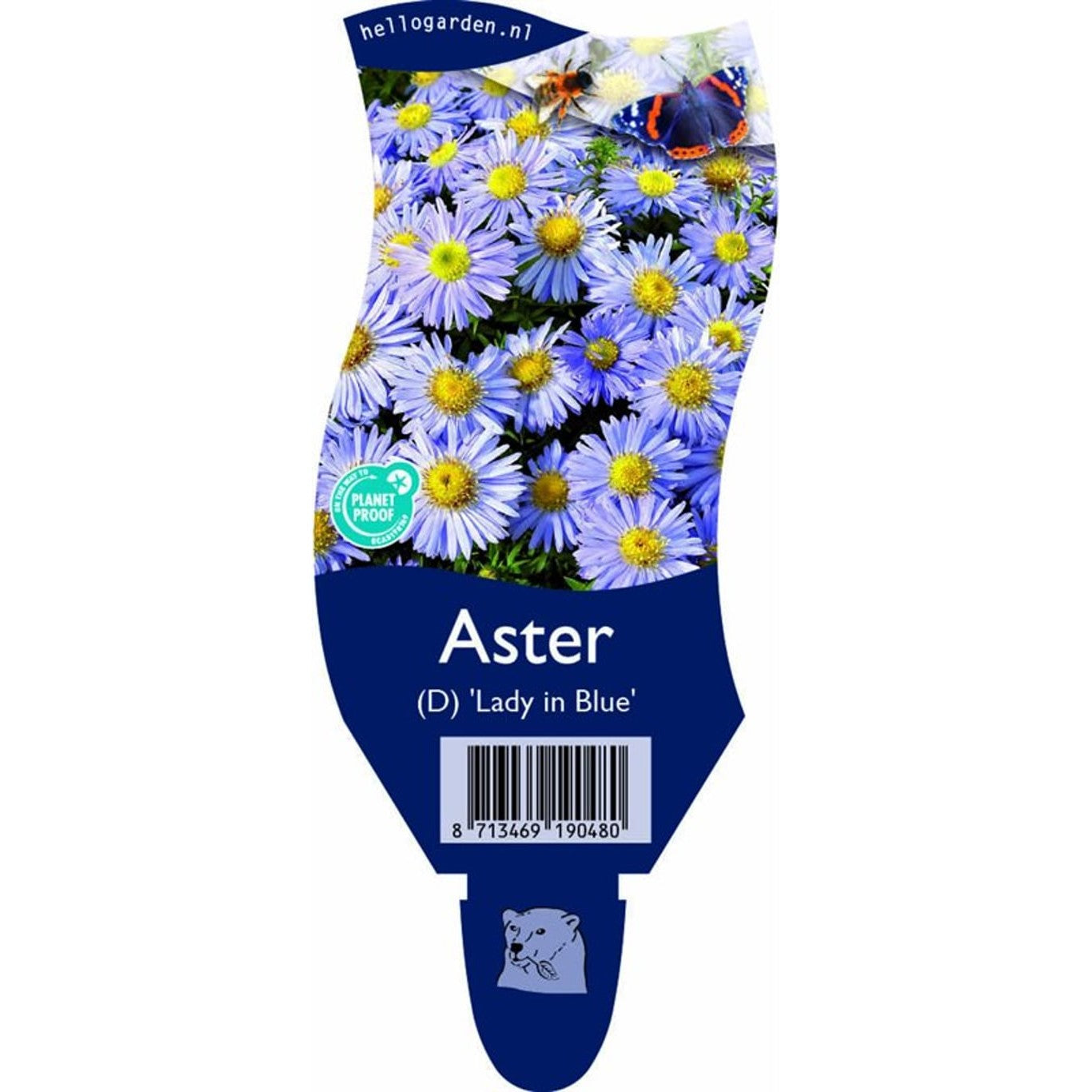Höstaster – Aster (D); 'Lady in Blue' - P11